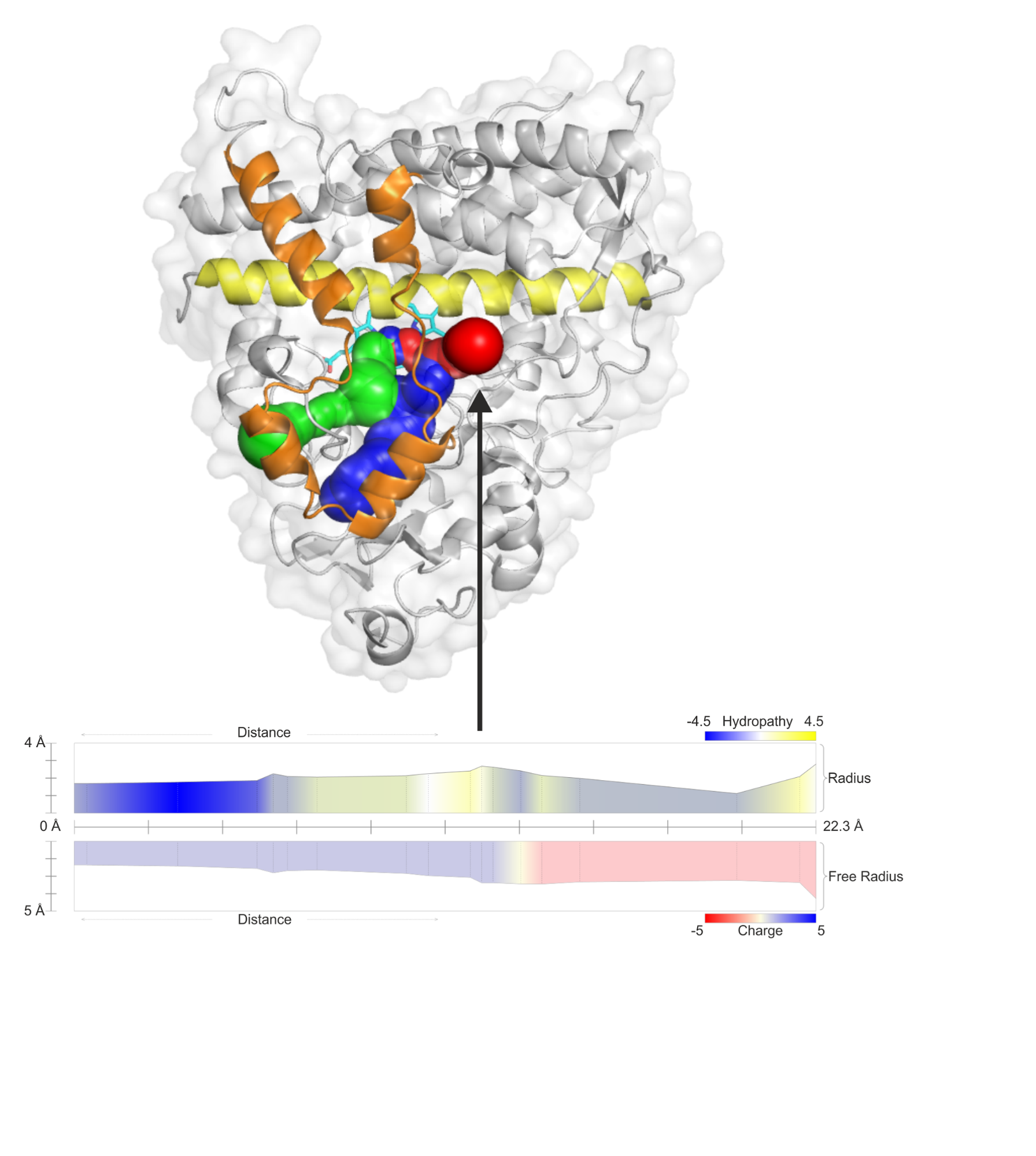 Solvent channel of cytochrome P450 3A4 (PDB ID: 1TQN)